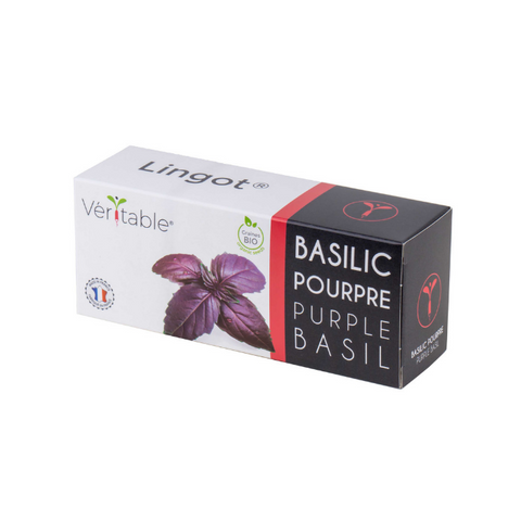 Organic Purple Basil Lingots® - Aromatic Herbs