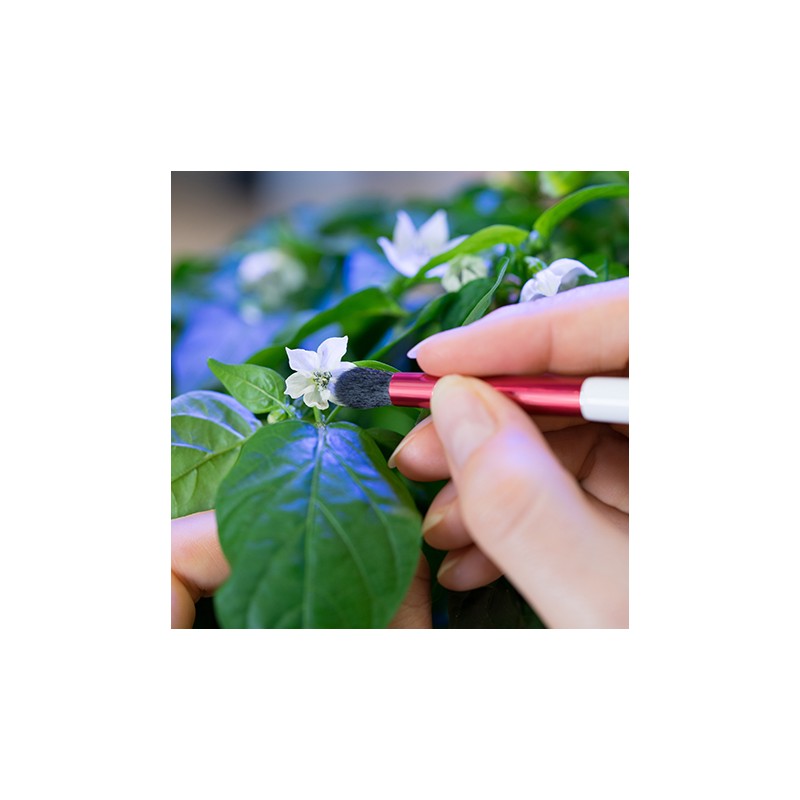 Pollination Brush - Accessories