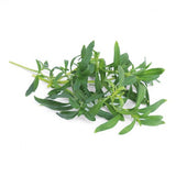 Lingots® Organic Wild Savory - Aromatic Herbs