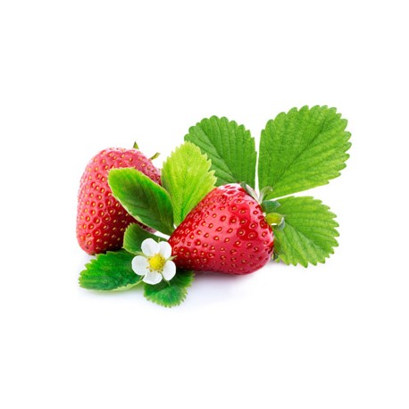 Morango Lingots® - Horta Urbana Véritable