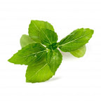 MANJERICÃO CANELA ORGÂNICO LINGOTS® - Ervas Aromáticas