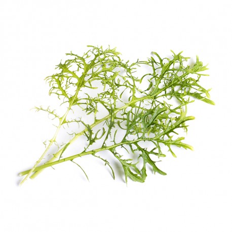 MOSTARDA VERDE ORGÂNICA LINGOTS® - Vegetais