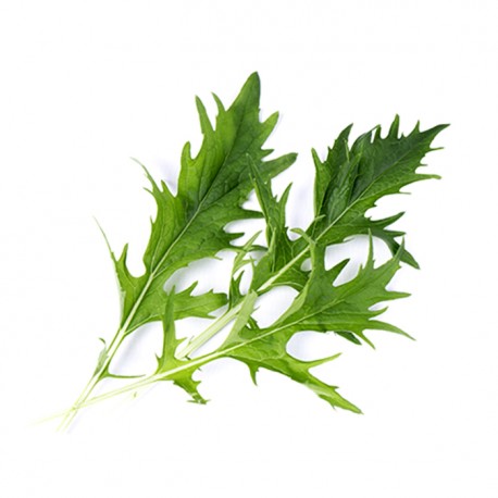 MIZUNA ORGÂNICA LINGOTS® - Vegetais