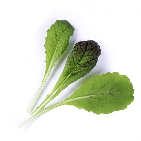 MOSTARDA VERMELHA ORGÂNICA LINGOTS® - Vegetais