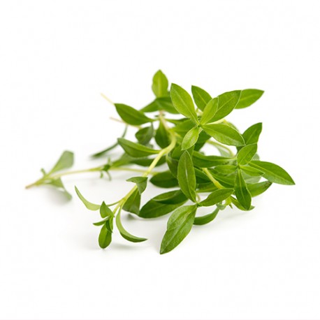 SEGURELHA ORGÂNICA LINGOTS® - Ervas Aromáticas