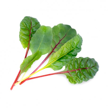 BETERRABA BRANCA ORGÂNICA LINGOTS® - Vegetais