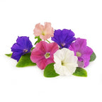 Petúnia Lingots® - Horta Urbana Véritable