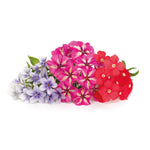 Phlox Lingots® - Flores Comestíveis